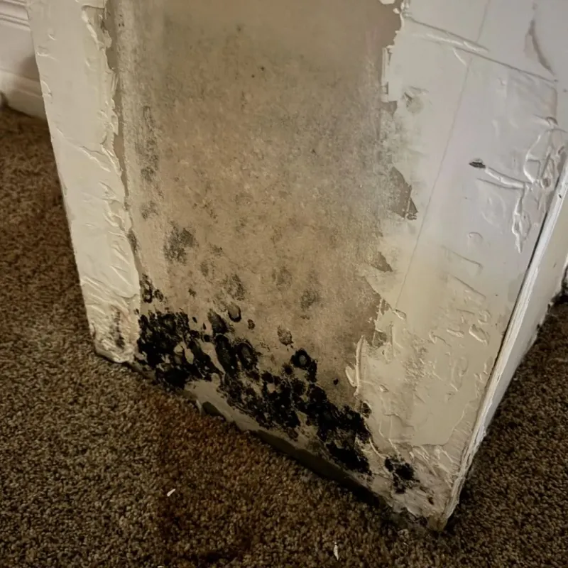 Professional Mold Removal in Rochester Hills, MI
